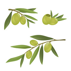 Olive branches with green and black olives