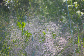 landscape morning grass