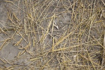 Dry straw. Background or Texture