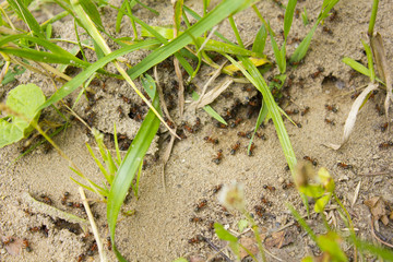 anthill in nature