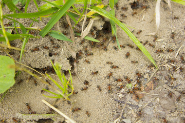 anthill in nature