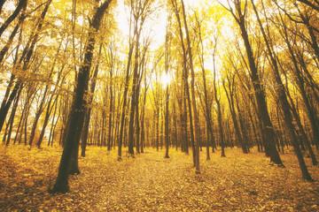 The beautiful morning in the misty autumn forest