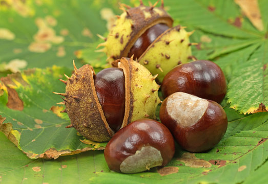 Rosskastanien, Kastanien, Castanea