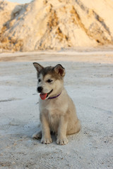 Puppy Alaskan Malamute