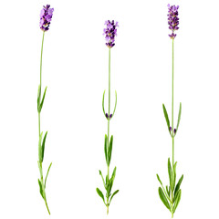 Set of three fresh lavender sprigs with violet flowers isolated on a white background. Design...