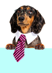 Dachshund dog in a tie and glasses Peeps out