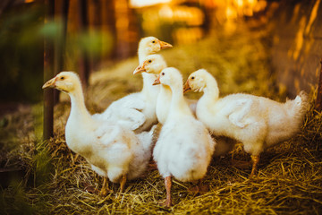 Five young goose together sit in the grass