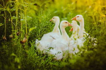 Five young goose together sit in the grass