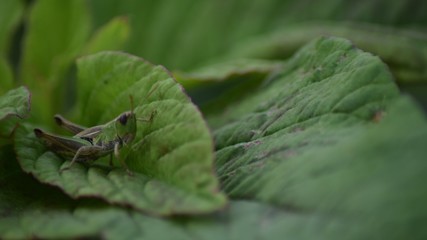 Grash&uuml;pfer, Heuschrecke