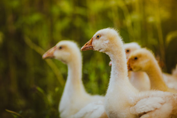 Five young goose together sit in the grass