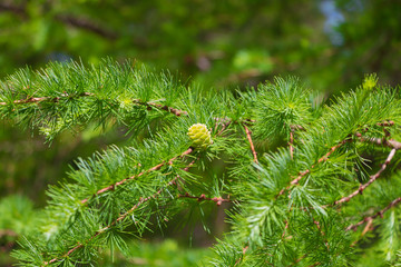 Young fir cones. New year holidays