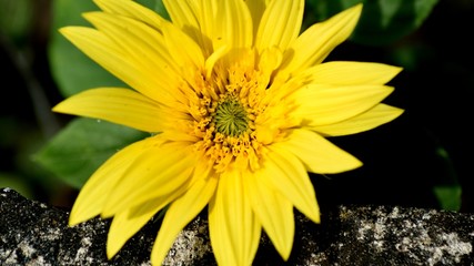 Sonnenblume