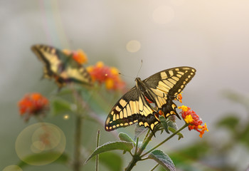 Butterflies at Sunrise on flowers
