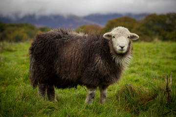Fototapeta premium Woolly sheep in the Lake District