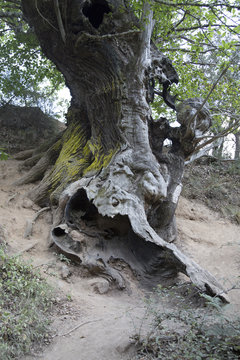 Horse Chestnut Tree, Medulas; Leon