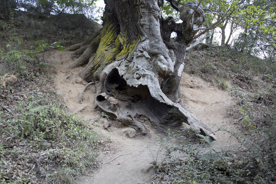 Horse Chestnut Tree, Medulas; Leon
