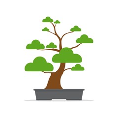 Bonsai decorative small tree growing in container. Japanese tree isolated on white background. Vector iilustration