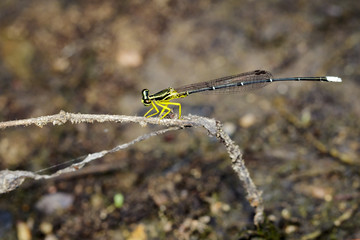 Image of coeliccia poungyi dragonfly (female) on dry branches. Insect Animal