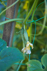 Cornichons