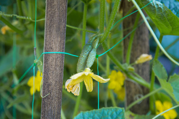 Cornichons