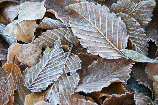 Vinter leaves