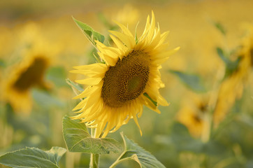 Beautiful rural landscape of sunflower field in sunny summer day.