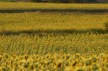 Beautiful rural landscape of sunflower field in sunny summer day.