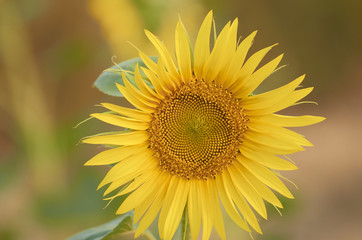 Fototapeta premium Beautiful rural landscape of sunflower field in sunny summer day.