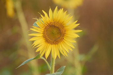 Beautiful rural landscape of sunflower field in sunny summer day.