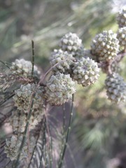 モクマオウの実