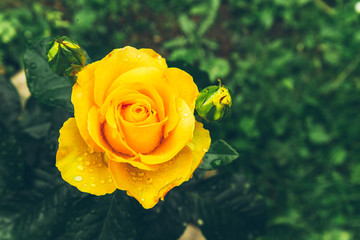 fresh yellow roses in green garden