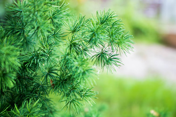  background Green grass.