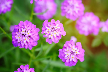Small purple flowers Iberis umbellate in summer in a garden