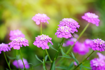 Small purple flowers Iberis umbellate in summer in a garden