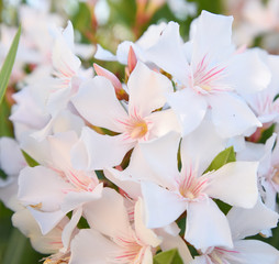 Flower oleander