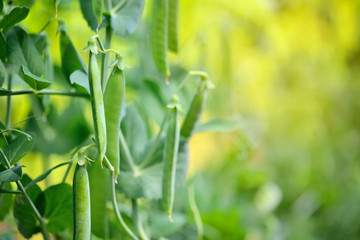 The green peas in the vegetable garden over blurry background