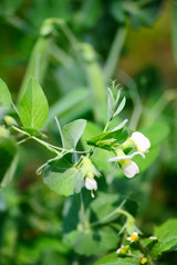 Blooming pea in garden over blurry background