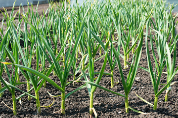 Plant onions in the ground