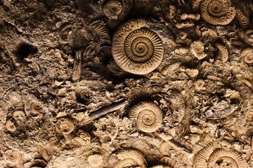 Fossils in rock