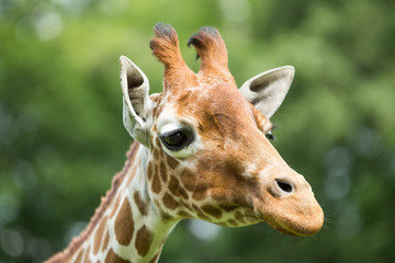 Obraz premium Portrait of a giraffe