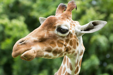 Portrait of a giraffe