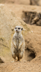 Fototapeta premium Meerkat