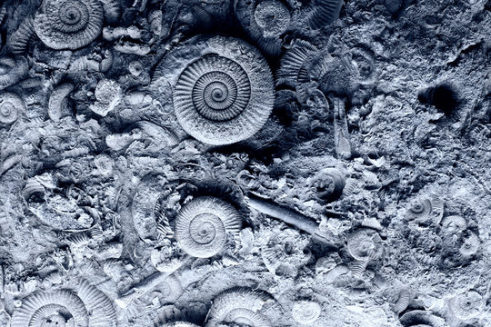 Fossils in rock