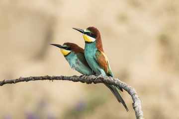 Bee-eater