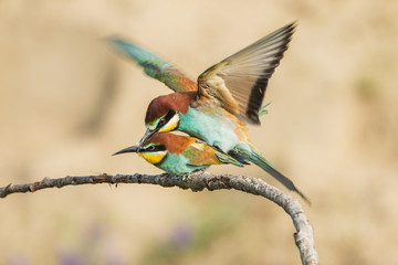 Bee-eater