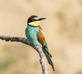 Bee-eater