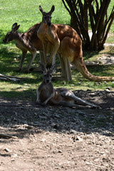 Kangaroo family rests under the tree. Macropus rufus. © faraonvideo