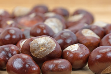 Rosskastanien, Kastanien, Castanea