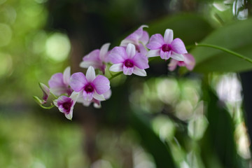Fototapeta na wymiar Orchid flowers with green background