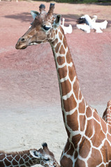 Obraz premium キリン